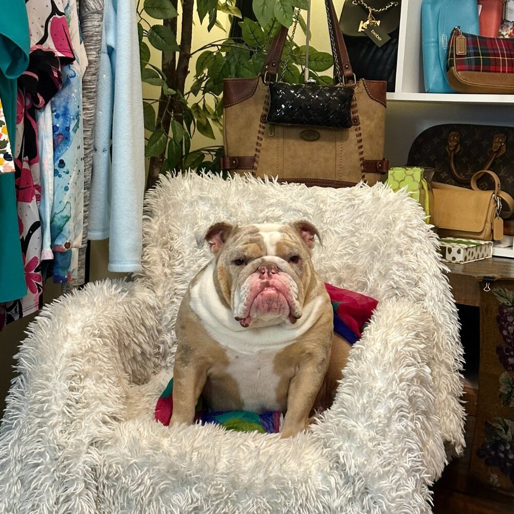 Bougie Bella's Live Show Flyer 🐶💜 - Picture 7 of 14